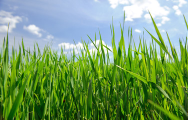 Obraz premium field of grass