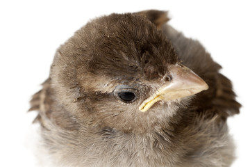 House sparrow