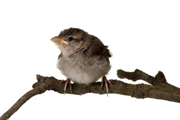House sparrow