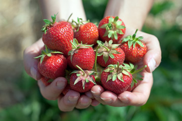 Fresh picked strawberries