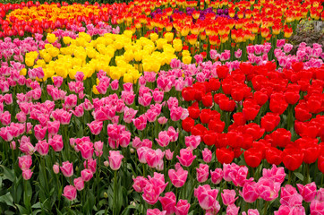 Garden of tulips at Skagit, Washington State, America.