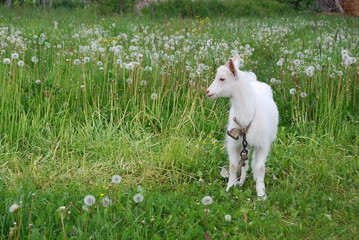 Obraz premium White kid on a meadow