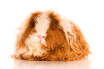 long hair guinea pig