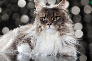 Hübsche Maine Coon Katze ganz glamourös Nahaufnahme