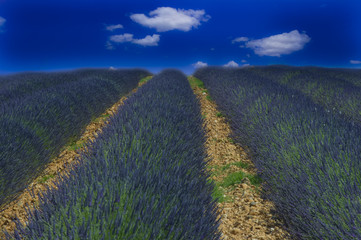 champ bleu de provence