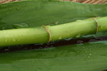 Fototapeta premium Bambou après la pluie