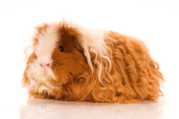 long hair guinea pig