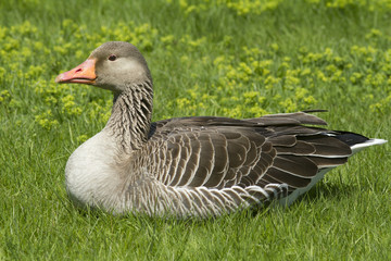 Greylag Goose