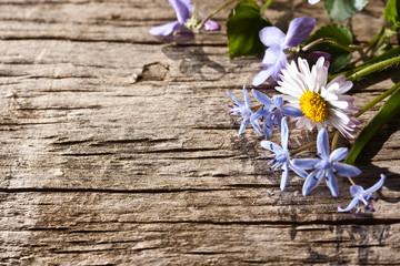 Bouquet of spring flowers