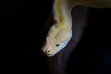 Fototapeta premium yellow python