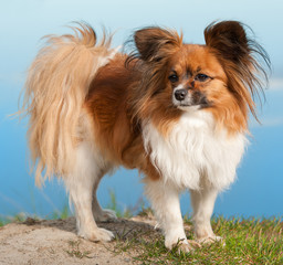papillion dog