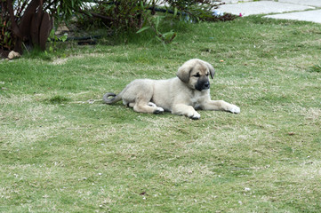 Obraz premium pup