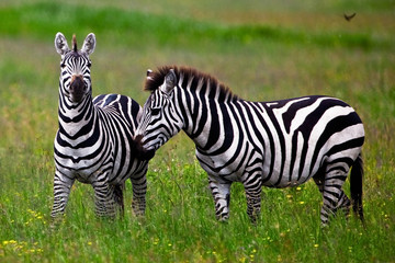 Fototapeta na wymiar Zebry w krater Ngorongoro, Tanzania