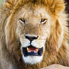 Wild african lion in the Serengeti National Park, Tanzania