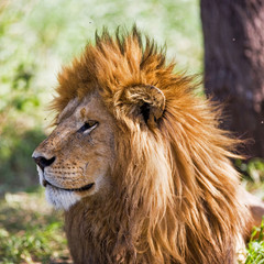 Naklejka na ściany i meble Male African Lion in the Serengeti national park, Tanzania