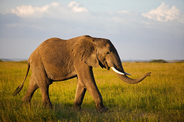 Fototapeta na wymiar African elephant in the Serengeti National Park, Tanzania