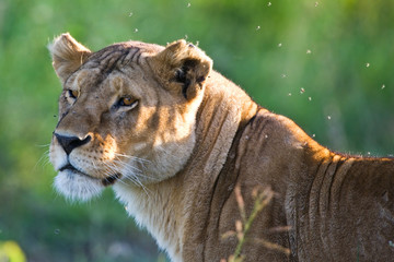 Lioness in the Serengeti national park, Tanzania