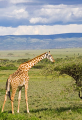 Giraffe in the Serengeti National Park, Tanzania