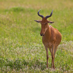 Naklejka na ściany i meble Hartebeest antelope in the Serengeti National Park, Tanzania