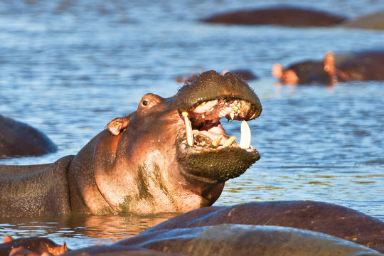 Hippopotamus - Serengeti, Tanzania, East Africa