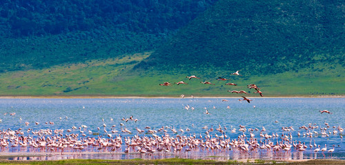 Naklejka premium Flamingo colony in the Ngorongoro Crater, Tanzania