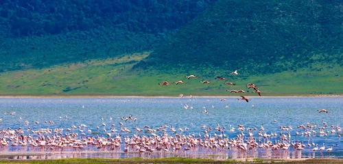 Photo sur Plexiglas Flamant Flamingo colony in the Ngorongoro Crater, Tanzania