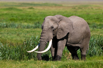 Huge African elephant bull in the Ngorongoro Crater, Tanzania