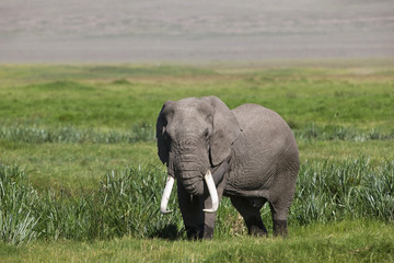 Naklejka na ściany i meble Huge African elephant bull in the Ngorongoro Crater, Tanzania