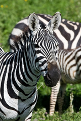 Fototapeta na wymiar Zebra in the Ngorongoro Crater, Tanzania