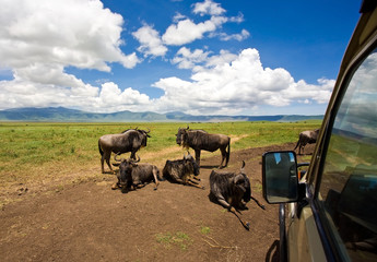 Wildebeests in Ngorongoro Crater, Tanzania - obrazy, fototapety, plakaty