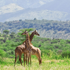 Obraz premium Żyrafy w Parku Narodowym Tarangire, Tanzania