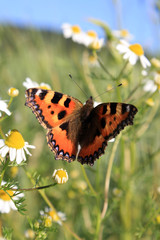 small tortoiseshell butterfly