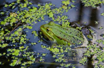 Laubfrosch im See