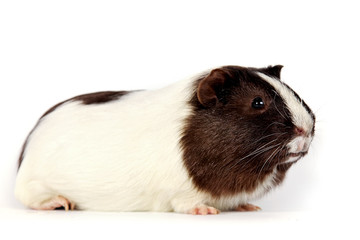 guinea pigs