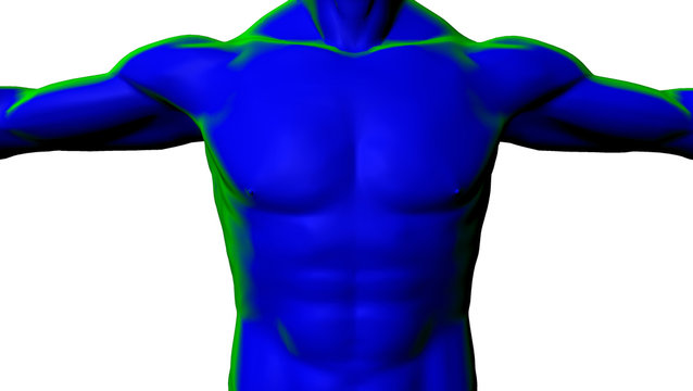 Uomo muscoli torso