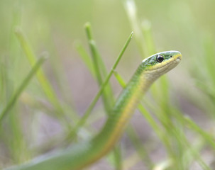 Alert Smooth Green Snake