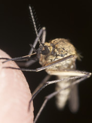 Mosquito sucking blood, extreme close-up