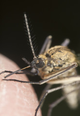 Mosquito sucking blood, extreme close-up with high magnification
