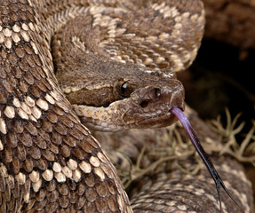 . Southern Pacific Rattlesnake (Crotalus viridis helleri).