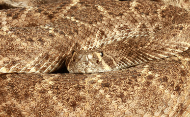 Portrait of a Rattlesnake.