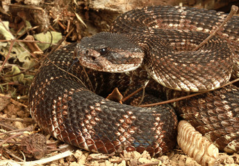 Portrait of a Rattlesnake.