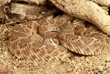 Obraz premium Portrait of a Rattlesnake.