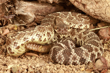 Southern Pacific Rattlesnake.