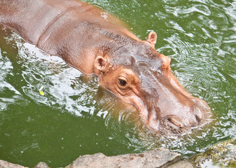 Fototapeta na wymiar hippopotamuses