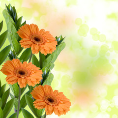 Orange gerberas