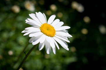 Daisy in the Sun