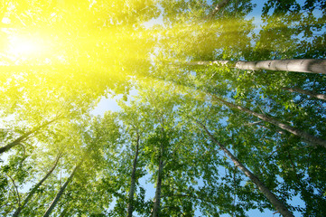 Fototapeta premium Sun over foliage