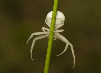 Misumena vatia