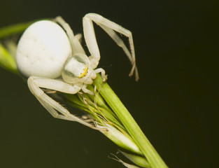 Misumena vatia