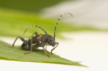 Fototapeta premium Anaglyptus mysticus